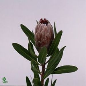 PROTEA PINK ICE 60